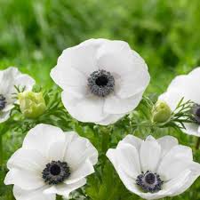 anemone for flower seeds