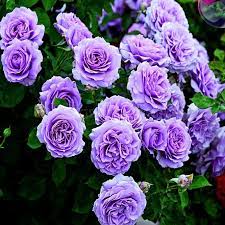 Heirloom Non-GMO Lavender Rose Flower Seeds for Planting – Fragrant Romantic Organic Garden Blooms