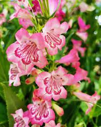 pink organic flower seeds
