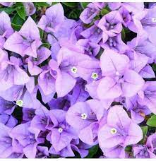 Light Purple Bougainvillea Flower Seeds for Planting - 100 pcs