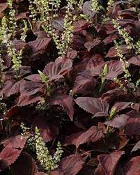 Coleus Premium Sun Dark Chocolate Flower Seeds for Planting – Heirloom Non-GMO | High Germination Garden Seeds