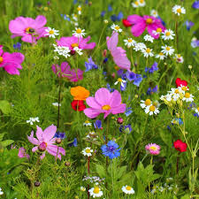 Meadow Flower Seeds for Planting - 100 pcs