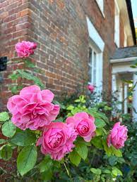 Organic Heirloom Charles de Mills Flower Seeds for Planting – Non-GMO Pink Rose Blooms, High Germination Garden Seeds