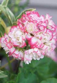 White Pink Geranium Flower Seeds for Planting 100 pcs