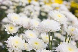 White Chrysanthemum or Quercifolia Flower Seeds for Planting - 100 pcs