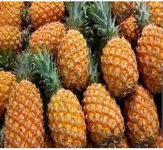 Orange Pineapple Fruit Seeds for Planting – Heirloom Seeds & GMO Free Seeds for Home Garden