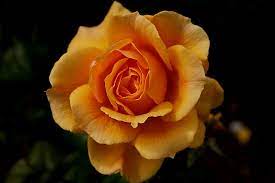 Dark Yellow Climbing Rose Plant Seeds – Heirloom Non-GMO High Germination Organic Garden Seeds for Planting