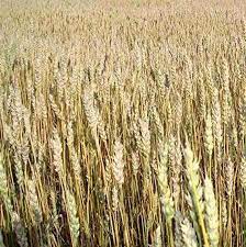 Israel Wheat Grass Seeds – Non-GMO, High-Germination Seeds for Juicing, Detox, and Organic Indoor Growing