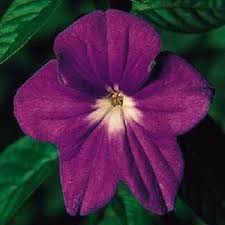 browallia maroon flower seeds