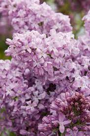 Lavender Lady Lilac Flower Seeds for Planting – Non-GMO, Heirloom, High Germination Organic Garden Seeds