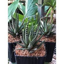 Edible Aloe Vera Plant Dark Green and White Aloe Vera Seeds for Indoor or Outdoor Planting  100 pcs