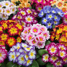 Mixed Colour Primula Flower Seeds for Planting, 100 pcs