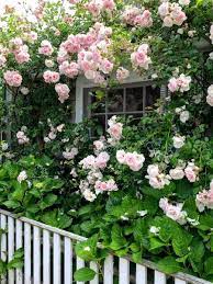 Pale Pink Climbing Rose Flower Seeds for Planting - 100 pcs