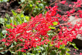 Red Coral Bells Flower Seeds for Planting - 100 pcs