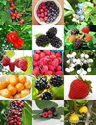 Mix Wild Berry Fruit Seeds - Tart and Sweet Wild Berries for Home Gardens,Wild Berry Exotic Edible Fruit jam Jelly Sweet Seed