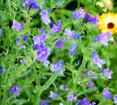 blue natternkopf flower seeds