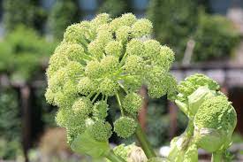 Ashitaba (Angelica Keiskei) Organic Heirloom Garden Seeds | Non-GMO Medicinal Velvet Planting