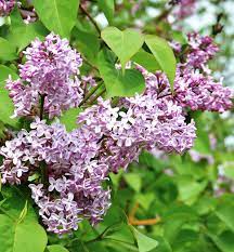 Lilla duftende blomsterfrø til plantning - 100 stk