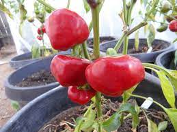 Nora Pepper Seeds for Planting - Spicy Vegetable 100 pcs