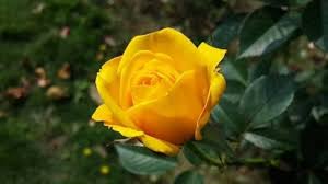 Deep Yellow Rose Flower Seeds for Planting, 100 pcs