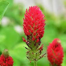 Red Clover Flower Seeds for Planting, 100 pcs