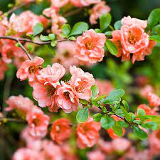 Pink Chaenomeles Flower Seeds for Planting – 100 pcs