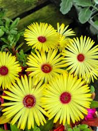 yellow gelato flower seeds