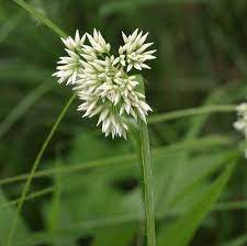 Luzula Nivea Seeds for Planting – Snowy Woodrush, Ornamental Grass Seeds for Shade, Perennial, Non-GMO