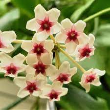 Cream Hoya Flower Seeds 100 pcs