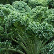 Kale Curled Seeds for Planting – Heirloom, High-Yield, Cold-Hardy Vegetable Seeds