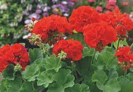 Red Climbing Geranium Flower Seeds for Planting 100 pcs