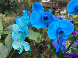 Sky Blue Orchid Flower Seeds for Planting, Fresh, 100 pcs