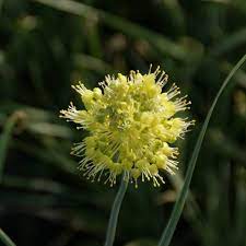 Allium Obliquum Flower Seeds – Heirloom Non-GMO Seeds for Planting Ornamental Yellow Globe Alliums in Home Gardens