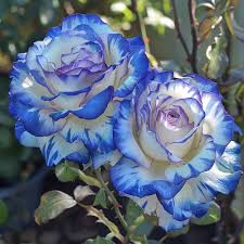 mixed rose flower seeds