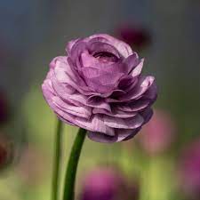 lavender ranunculus flower seeds