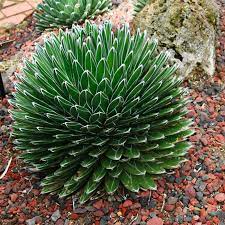 Green Agave Victoria Regina Planting Seeds for Garden 100 pcs