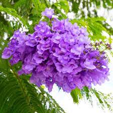 Blue Jacaranda Mimosifolia Flower Seeds for Planting - 100 pcs