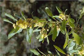 Laurus Nobilis Blomsterfrø til udplantning - 100 stk