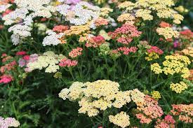 Mixed Yarrow Flower Seeds for Planting - 100 pcs