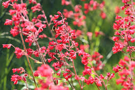 Red Coral Bells Flower Seeds for Planting - 100 pcs