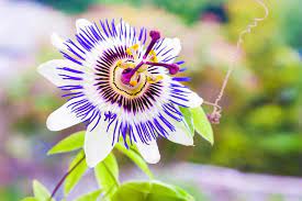 Organic Heirloom Passionflower Seeds – Non-GMO Medicinal Climbing Vine Seeds for Planting