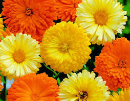 Calendula Officinalis Flower Seeds for Planting – Heirloom & Non-GMO Medicinal and Edible Garden Blooms