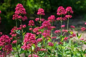 Red Valerian Centranthus Ruber Flower Seeds for Planting – Heirloom, Non-GMO, High Germination, Easy-to-Grow Pollinator Blooms