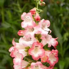 Pink Penstemon Flower Seeds for Planting - 100 pcs