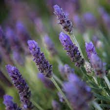 French Lavender (Lavandula dentata)  Flower Seeds for Planting - 100 pcs