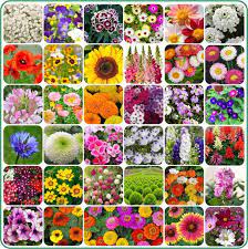 Mixed Colour Four Seasons Flower Seeds for Planting - 100 pcs