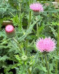 Cirsium Rose Flower Seeds for Planting, 100 pcs