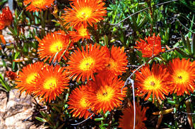 orange gelato flower seeds