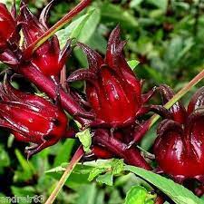 Australian Rosella Hibiscus Flower Seeds for Planting - Hibiscus Sabdariffa Var. Sabdariffa