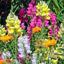 antirrhinum for flower seeds